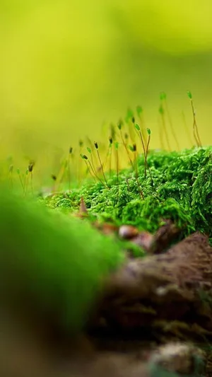 Sprouting Moss Nature Android Hd Wallpaper