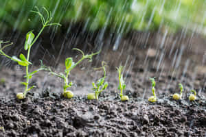 Sprouting Plants Rain Shower.jpg Wallpaper