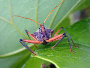 Squash Bug On Leaf.jpg Wallpaper