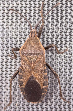 Squash Bug On Screen Wallpaper