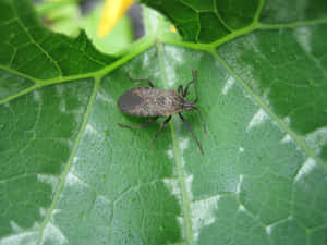 Squash Bugon Green Leaf Wallpaper