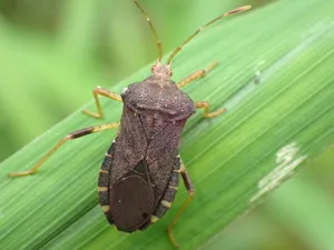 Squash Bugon Green Leaf Wallpaper