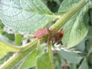 Squash Bugs Matingon Plant Wallpaper