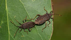 Squash Bugson Leaf Wallpaper