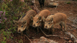 Squeaker Wild Boar Wallpaper