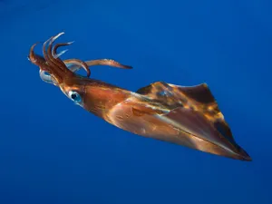 Squid Swimming Blue Ocean Wallpaper