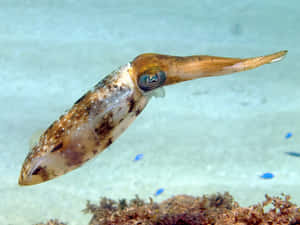 Squid Swimming Underwater.jpg Wallpaper