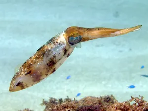 Squid Swimming Underwater.jpg Wallpaper