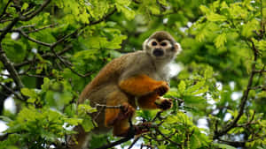 Squirrel_ Monkey_ Amidst_ Greenery.jpg Wallpaper