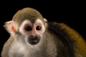 Squirrel_ Monkey_ Closeup_ Black_ Background.jpg Wallpaper