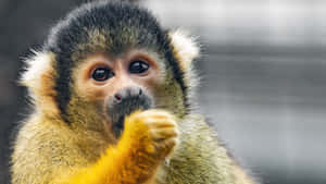 Squirrel_ Monkey_ Closeup_ Portrait.jpg Wallpaper