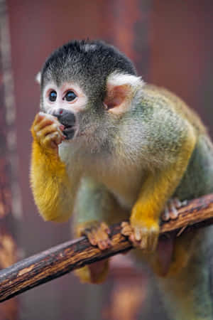 Squirrel Monkey Eating Wallpaper