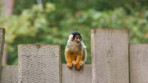 Squirrel_ Monkey_ On_ Fence Wallpaper