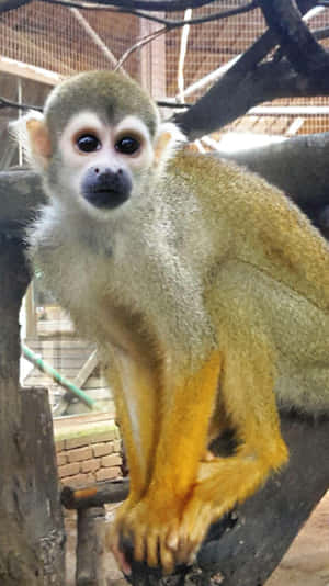 Squirrel Monkey Perchedon Branch Wallpaper