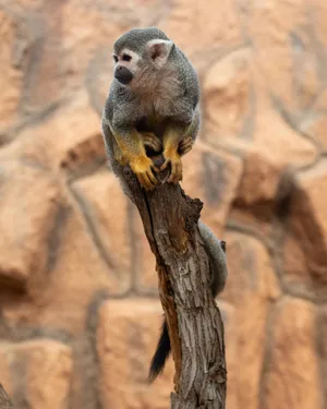 Squirrel Monkey Perchedon Tree Wallpaper