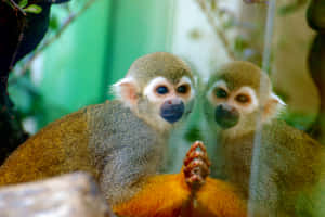 Squirrel Monkey Reflection Wallpaper