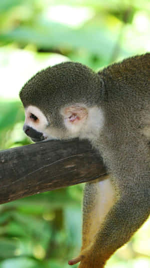 Squirrel Monkey Restingon Branch Wallpaper