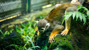 Squirrel Monkey Restingon Tree Wallpaper