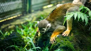 Squirrel Monkey Restingon Tree Wallpaper