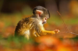 Squirrel Monkeyin Autumn Leaves Wallpaper