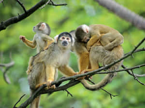 Squirrel_ Monkeys_ Bonding_in_ Tree.jpg Wallpaper