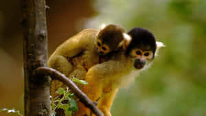 Squirrel_ Monkeys_in_ Natural_ Habitat.jpg Wallpaper