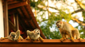 Squirrel Monkeys On Ledge Wallpaper