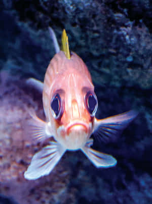 Squirrelfish Staring Directly At Camera Wallpaper