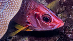 Squirrelfish Underwater Close Up Wallpaper