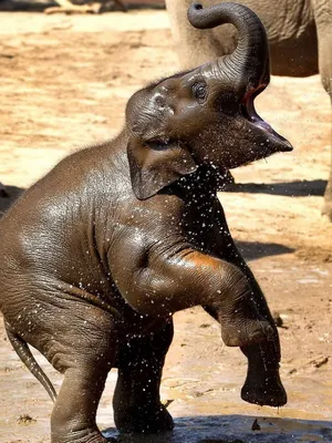 Sri Lankan Cute Elephant Playing Mud Wallpaper
