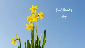 St David's Day Wallpaper