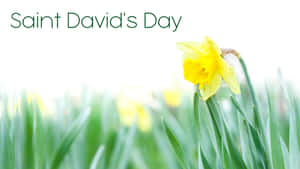 St David's Day Wallpaper