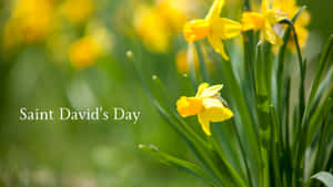 St David's Day Wallpaper