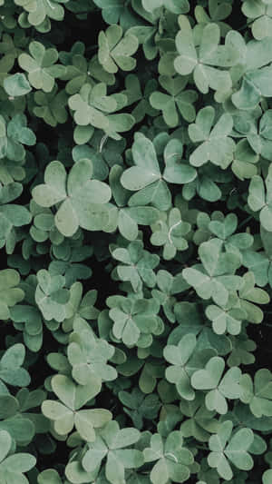 St Patricks Day Clover Texture Wallpaper