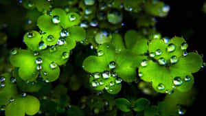 St Patricks Day Dewy Clovers.jpg Wallpaper