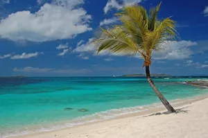 St Vincent And The Grenadines Coconut Tree Wallpaper