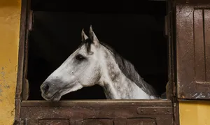 Stable Horse At Side [wallpaper] Wallpaper