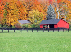 Stable In Ranch [wallpaper] Wallpaper