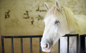 Stable White Horse [wallpaper] Wallpaper