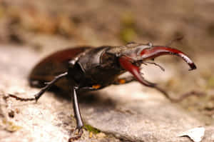 Stag Beetle Majestic Mandibles Wallpaper