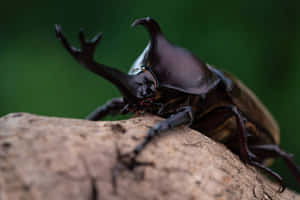 Stag Beetle Majestic Pose Wallpaper