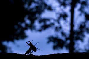 Stag Beetle Silhouetteat Dusk Wallpaper