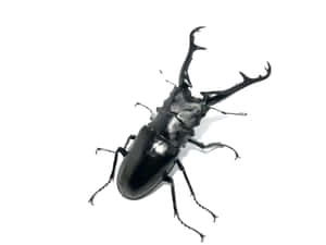 Stag Beetle White Background Wallpaper