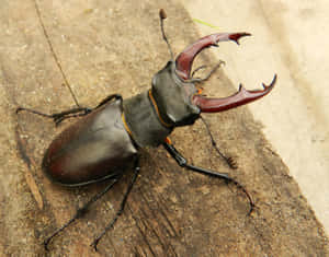 Stag Beetleon Wooden Surface Wallpaper