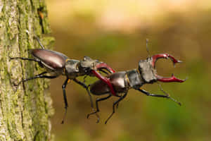 Stag Beetles Lockedin Combat.jpg Wallpaper