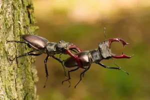 Stag Beetles Lockedin Combat.jpg Wallpaper