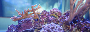 Staghorn Coral Aquarium Display Wallpaper