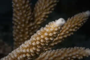 Staghorn Coral Closeup Wallpaper