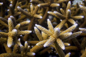 Staghorn Coral Closeup Wallpaper