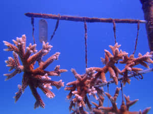 Staghorn Coral Cultivation Wallpaper